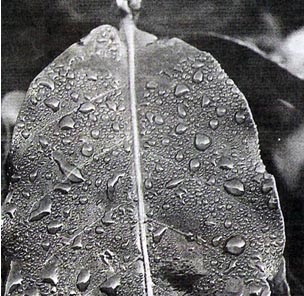 Una hoja de los árboles de Melocotón