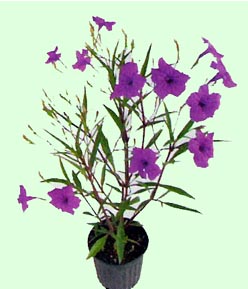 Ruellia