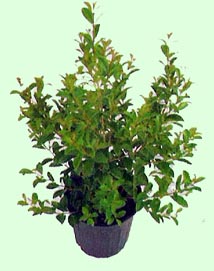 Eugenia myrtaceae