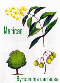 Maricao